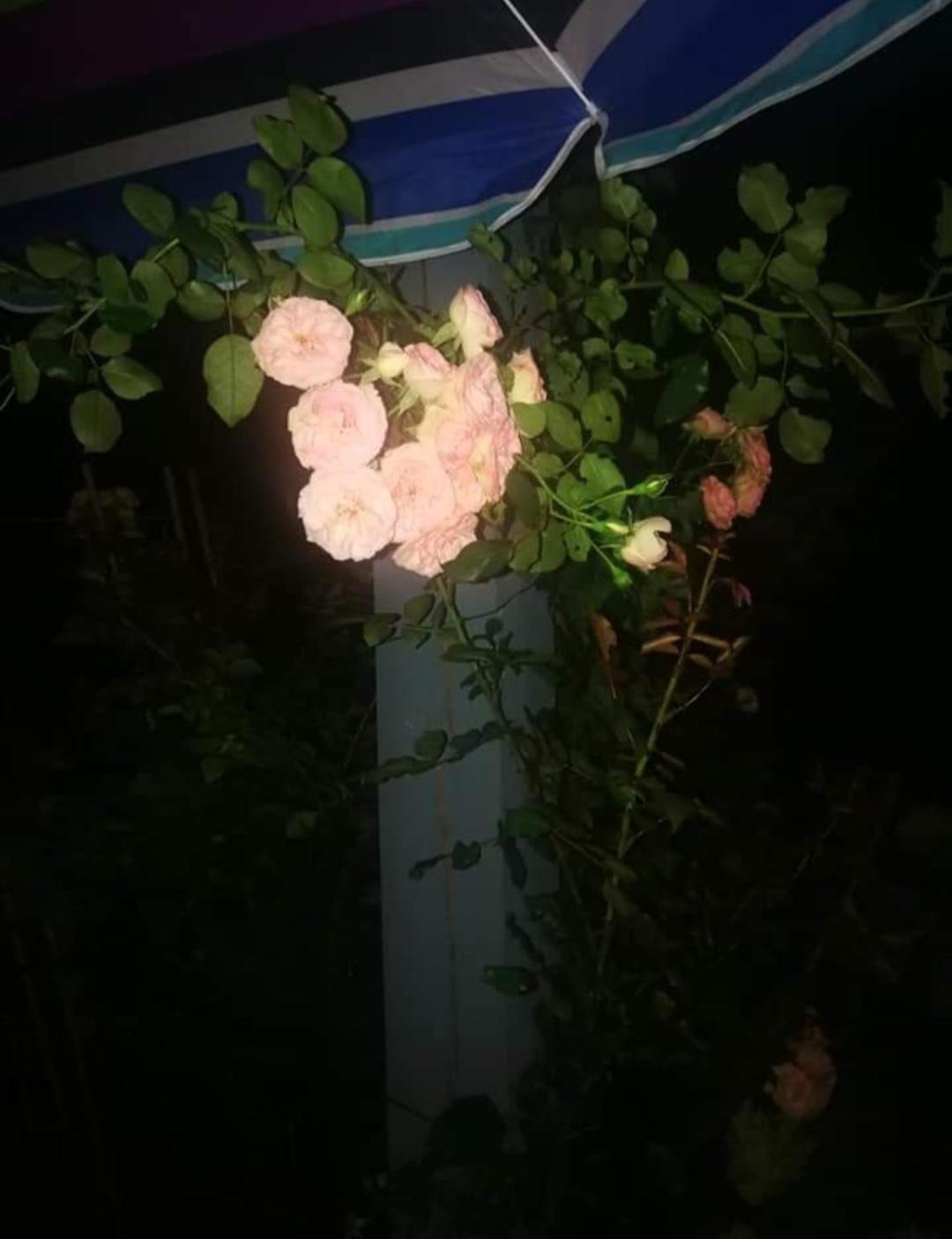 Dobilas Ir Jura Palanga Exterior foto